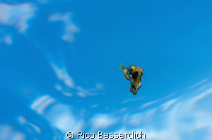 The "Skydiver". Swimming with the camera below this small... by Rico Besserdich 